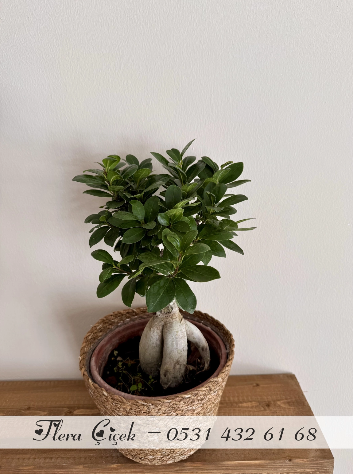 Bonsai Saksı