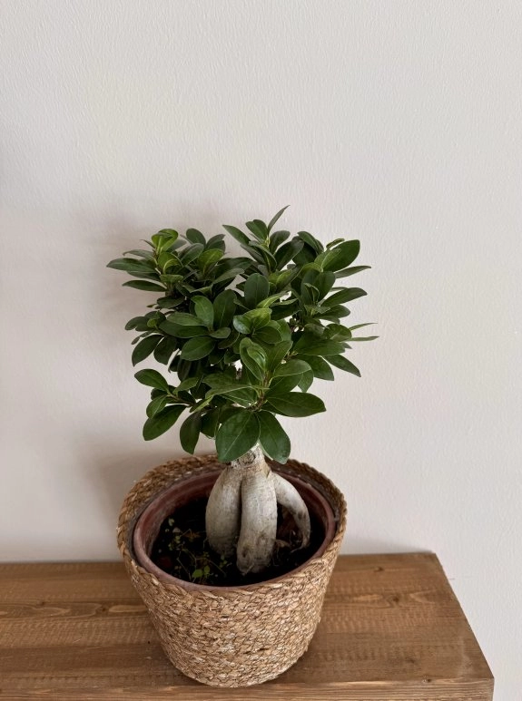 Bonsai Saksı
