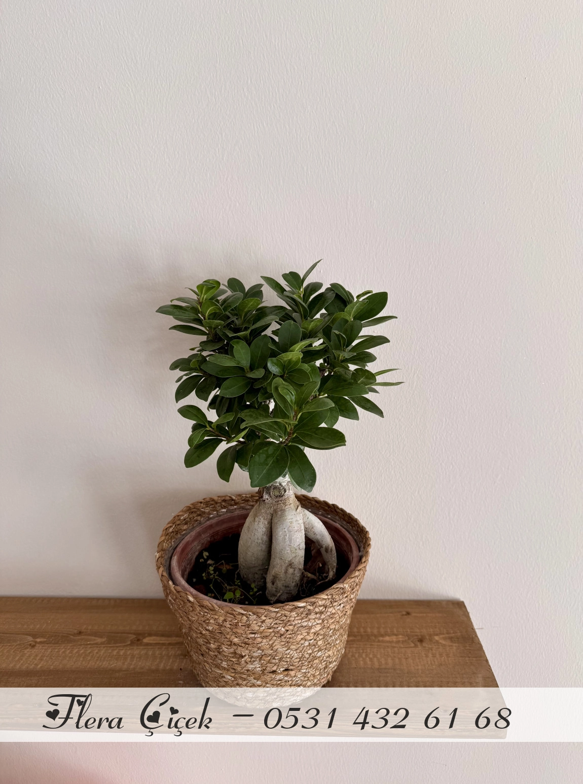 Bonsai Saksı