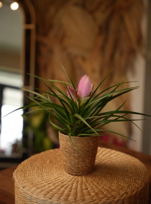 Pembe Bromelium