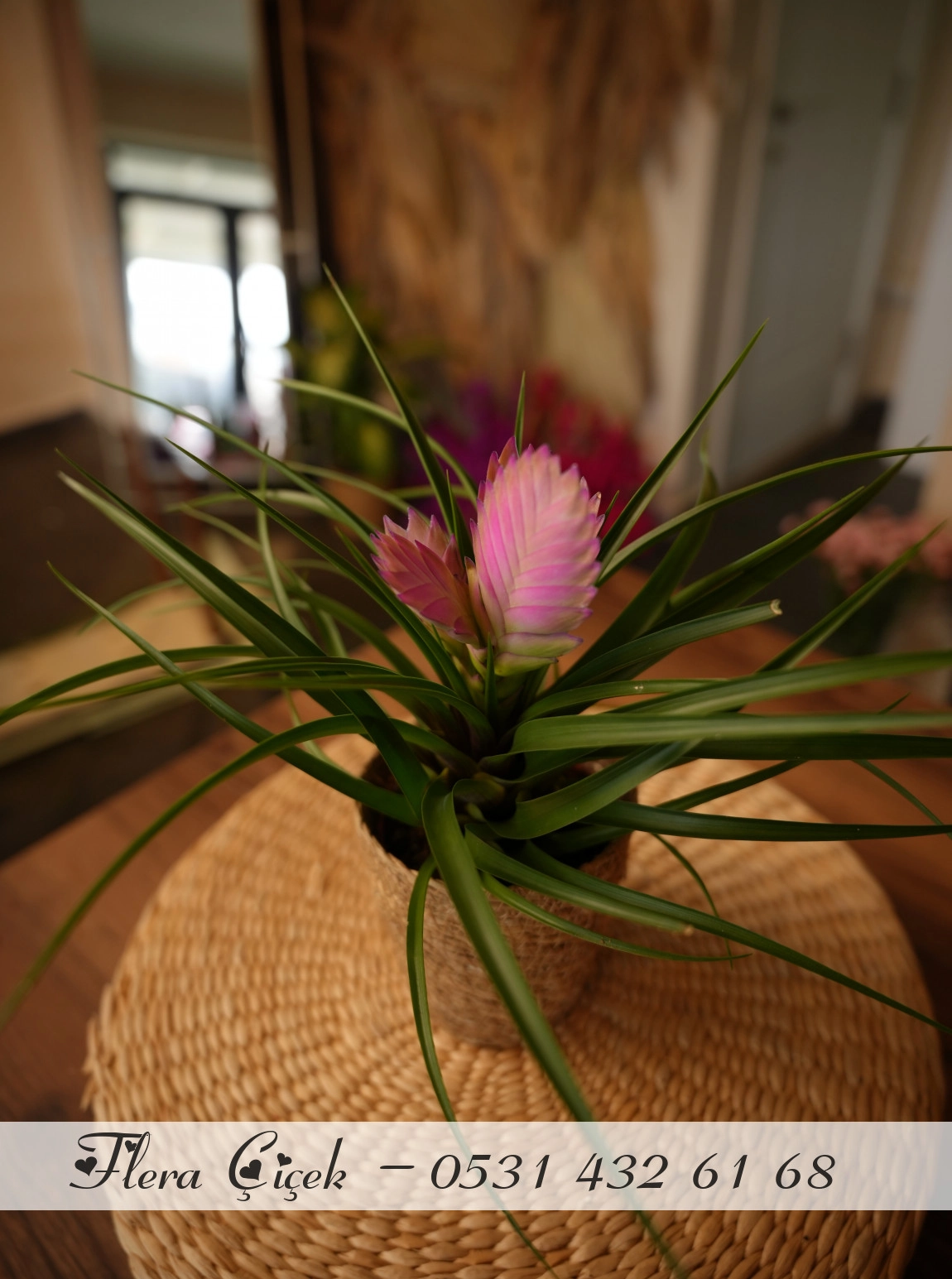 Pembe Bromelium